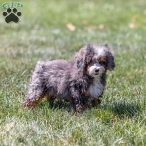 Clementine, Mini Bernedoodle Puppy